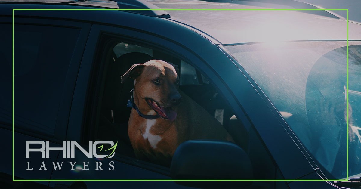 ¿Qué pasa si su mascota resulta herida en un accidente de tráfico?